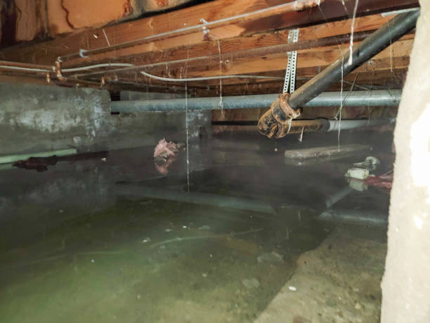Best Mold removal after water damage  in Glen Rose, TX